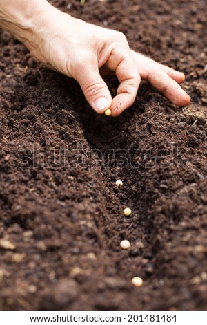 Hands putting seed in the ground - soy seed