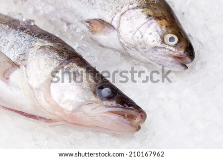 Trout and walleye on dry ice