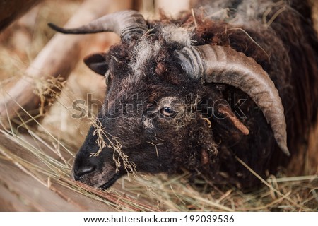Horned sheep eats. Sheeps in a meadow in the mountains