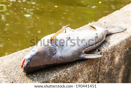dead pangasius fish and fly