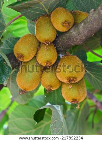 Cluster of ripe kiwi fruit on the tree.