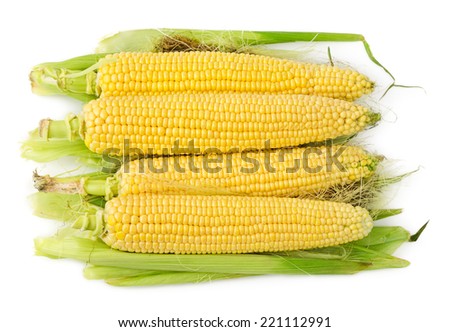 Heap of corns on the cob with hair isolated on white background. Corn ears.
