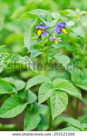 Purple flowers and leaves of ripe potatoes. Potato bush blooming. Nature background.