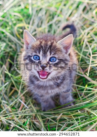 Mewing gray striped kitten. Striped not purebred kitten. Kitten on a green grass. Small predator. Small cat.