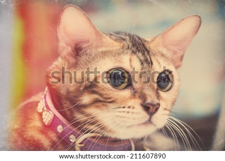 Portrait of  Bengal cat, Vintage style, eyes focus and shallow DOF
