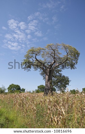 A Baobab tree (Kremetart), Adansonia digitata, growing in a maize field in Malawi.