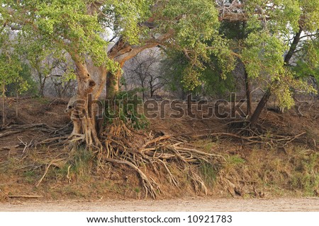 White Stinkwood, Celtis africana, growing with exposed roots on the bank of the Olifants River, Balule Nature Reserve, South Africa.