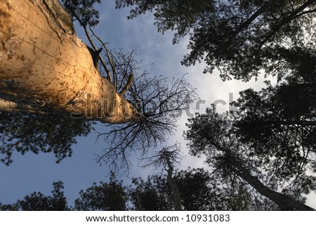 Ancient pine trees tower into the sky and converge above in a worm\'s eye view.
