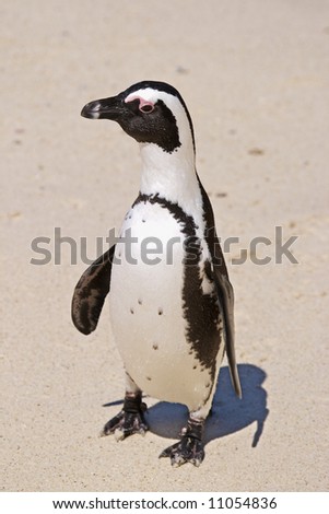 Penguin Jackass