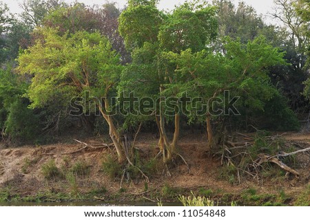 Fever trees, Acacia xanthopholea growing on the banks of the Olifants river, Balule Nature Reserve, South Africa.