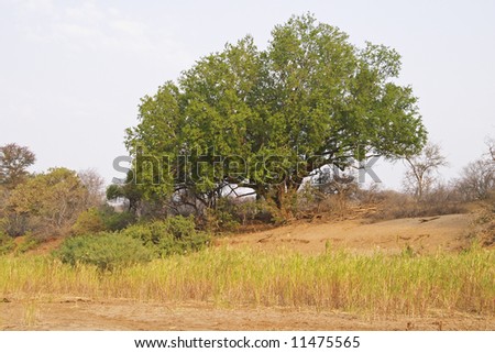 A large spreading tree growing on the banks of the Olifants river, Balule Nature Conservancy, South AFrica.