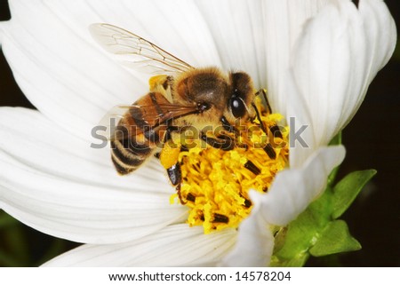 An African honey bee gathering pollen on a white cosmos flower. The bee\'s face and legs are covered in bright yellow pollen grains.