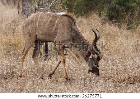 A kudu bull (Tragelaphus strepsiceros) grazing on dry winter grass