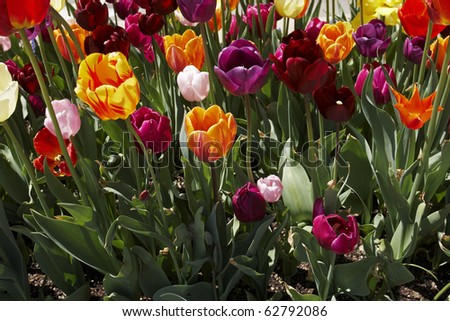 A backlit bed of multi colored tulips