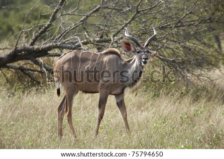 A young kudu bull alert for danger in the bushveld