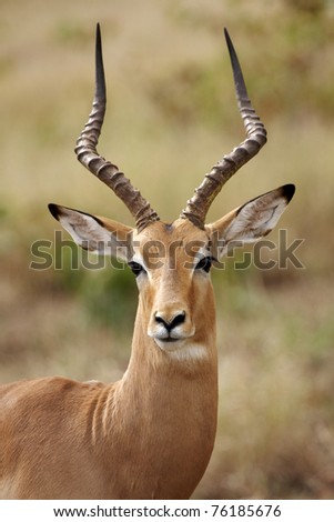 Impala Ram