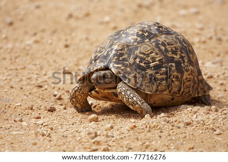 A leopard tortoise crossing a gravel road