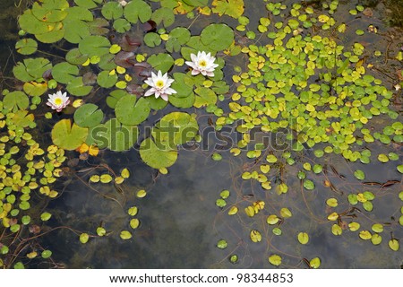 A lily pond after a rain shower.