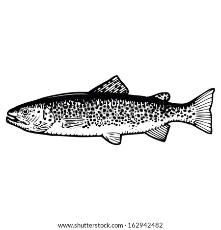 Hand Drawn Vector Illustration Of A Brown Trout - 162942482 : Shutterstock