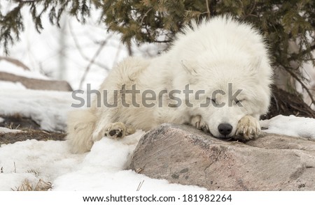 Arctic Wolf Sleeping On A Rock