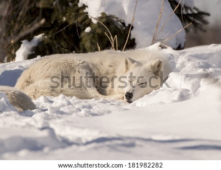 Arctic Wolf Sleeping In Snow