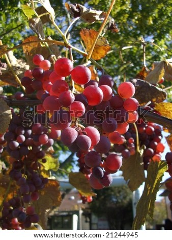 Ice wine grapes hanging from the vine in the autumn.