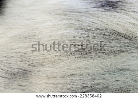 Close up of dog fur