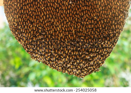 Close up of hardworking bees on hive