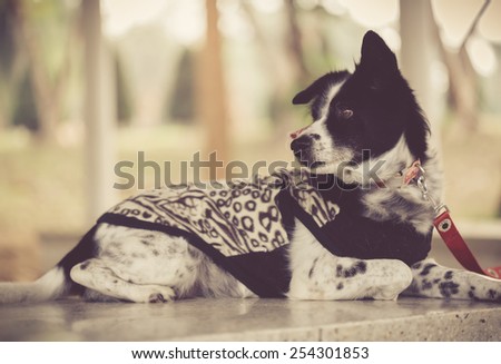 Thai dog with dog dress and leash