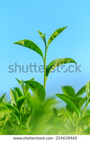 Close up of fresh green tea leaves at tea plantation, Chiang Rai