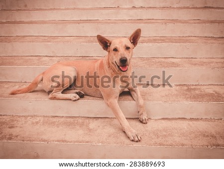 Thai dog sit on the concrete staircase in vintage style.