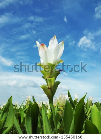 Siam Tulip white flower or Curcuma alismatifolia