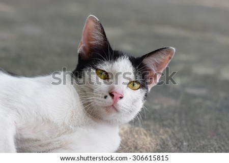 close up black and white homeless cat laying on street (background)