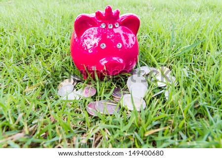 pig bank on grass