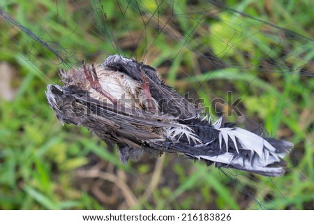 Birds were killed by net