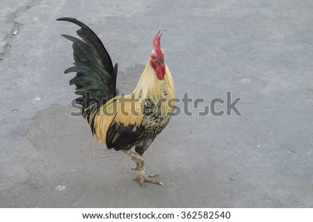 A gamecock is a type of rooster and game fowl, a type of chicken with physical and behavioral traits suitable for cockfighting.