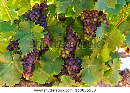 Ripe red grapes on a winery vine