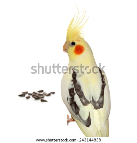 Corella parrot with sunflower seeds isolated on white background