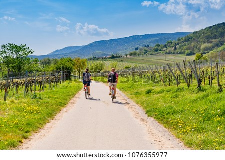Cyclists on grape mountain.  Biking travel tour in Vineyards Palatinate region, Deutsche Weinstrasse (German Wine Route), Rhineland-Palatinate, Germany