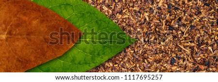Tobacco dry leaf and tobacco green leaf on Tobacco dry banner background, copy space, text place