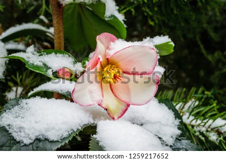 Christmas Rose Helleborus Flower with snow in garden, close up, macro. Hellebore Rose Flower variety Gold Collection.