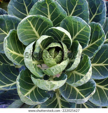 Close up of green fresh leaves of young cabbage, top view