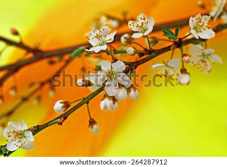 Branch with Apple white flowers and  	flower buds on a yellow and orange bird feather background, close up