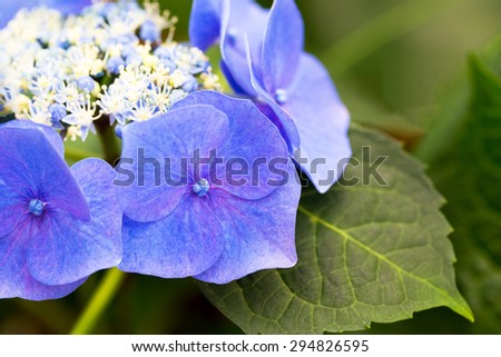 Close up of Hydrangea flower  variety Blue Sky macrophylla   ( Teller Blue,  Big leaf ) , macro