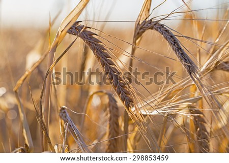 Close up of  two ripe yellow barley ears on endless big barley field on evening sunset bokeh background, rural landscape on the German field near Eppelheim, Heidelberg and Mannheim