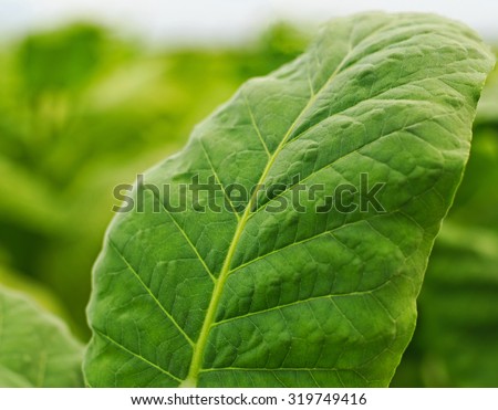 Close up of green leaf tobacco in a blurred tobacco field background, Germany