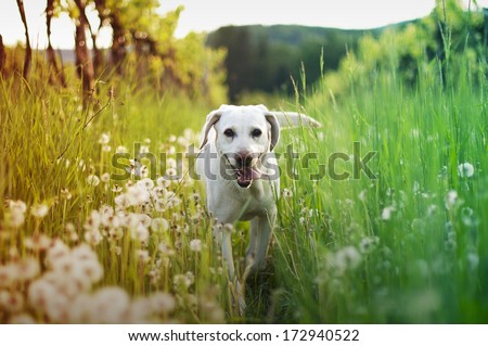 dog in tall grass with dandelions