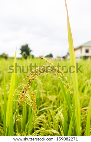 Thai Rice Farm