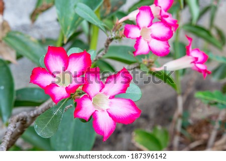 Pink Bigononia or Desert Rose (tropical flower)