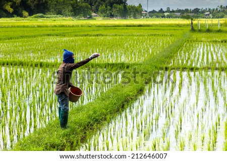 thai farmer working on rice field applying fertilizer